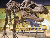 T-rex at the museum
