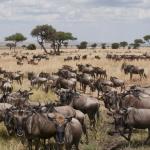 Field full of African Elk