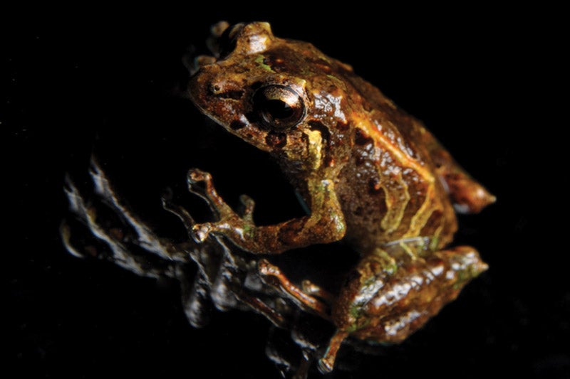 Photo of a rain frog