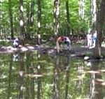 Lagoon in wooded environment with reasearcher sampling the water