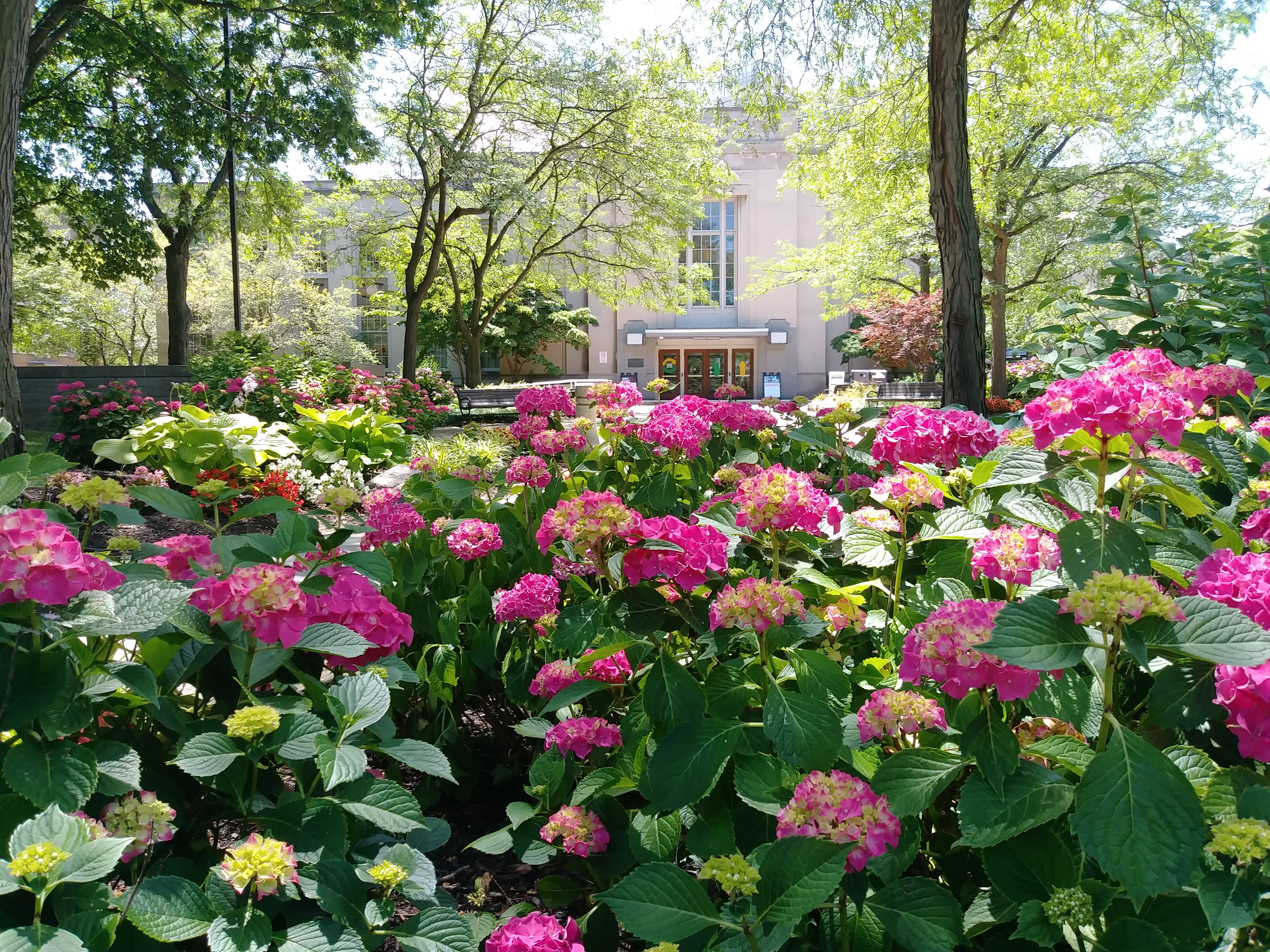 Flowers in front of Tomlinson Hall, Summer 2022