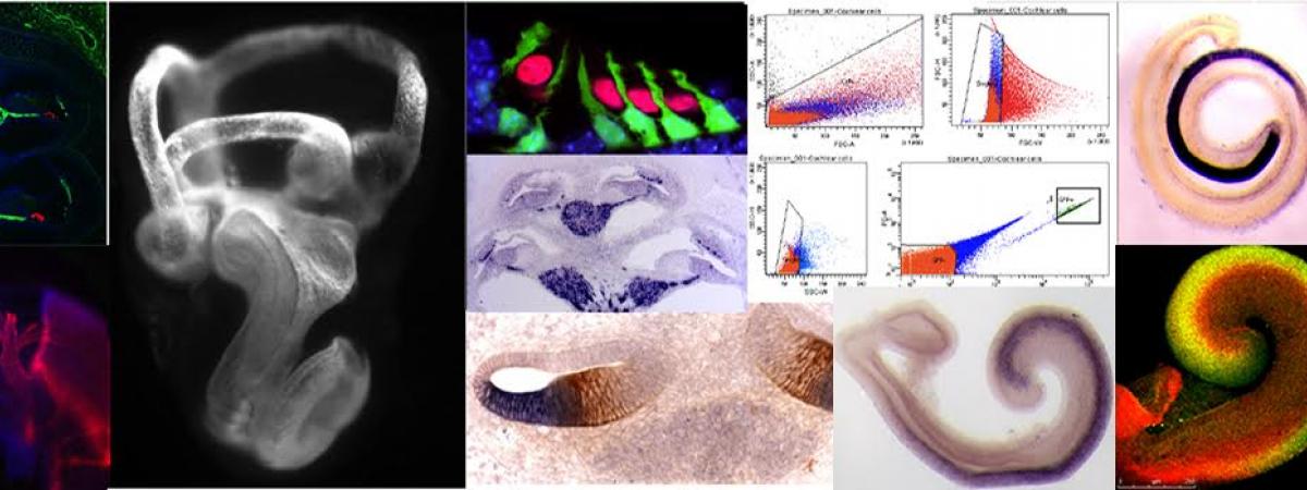 The compsite banner shows a variety of images from the Basch lab, including fluorescent immunostaining and in situ hybridizations of the inner ear.