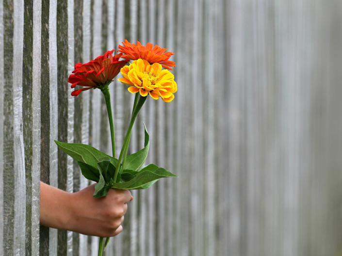a hand holding 3 flowers through a fence