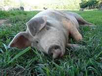 Pig laying in the grass