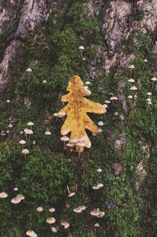 fallen oak leaf on tree root flare with mushrooms and moss
