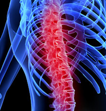 spine