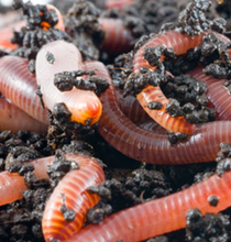 worm