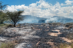 A forest that was destroyed by a fire with mountains in the background; only one tree remains.