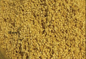 A close up of what appear to be small, yellow balls.