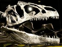 Dinosaur skull