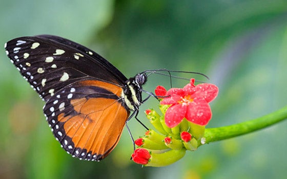 Picture of a butterfly in the botanical gardens