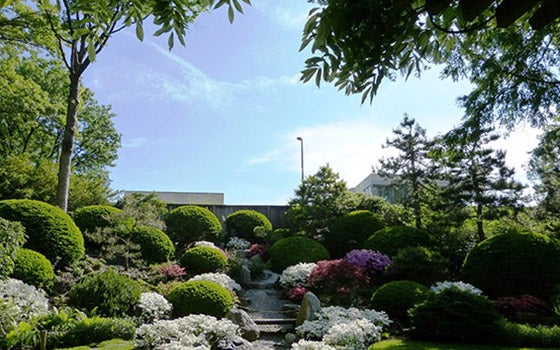 Exterior garden with plants in bloom