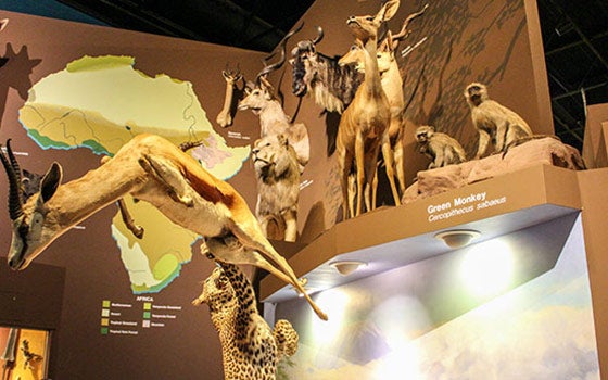Interior view of the museum with dinosaurs