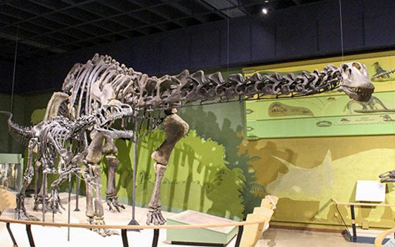 a dinosaur in the museum