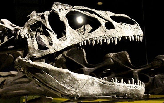 Dinosaur skull