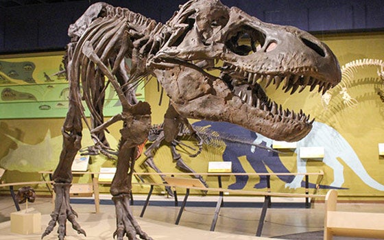 T-rex at the museum