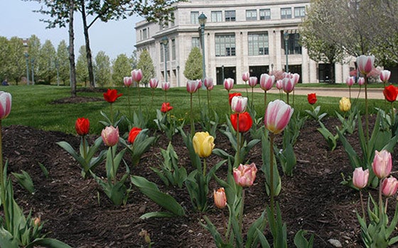 Exterior of the library with tulips in front