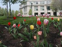 Exterior of the library with tulips in front