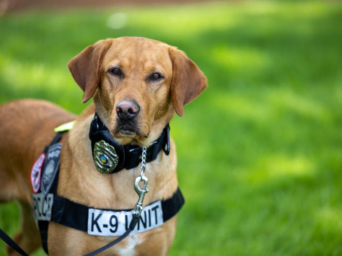 K-9 dog at Case Western Reserve University.