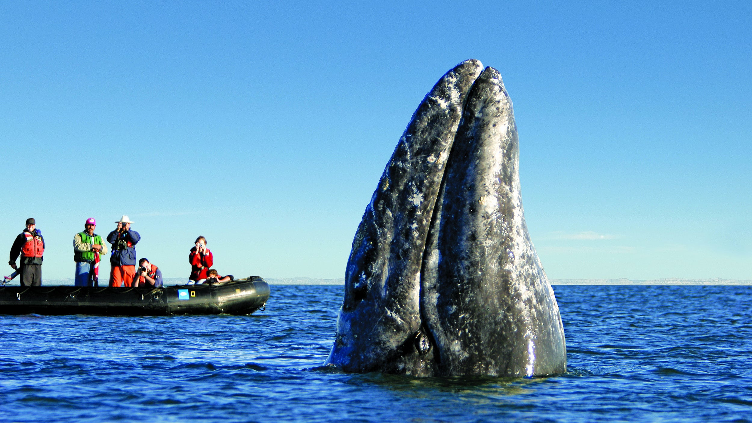 Raft passengers view gray whale emerging from water