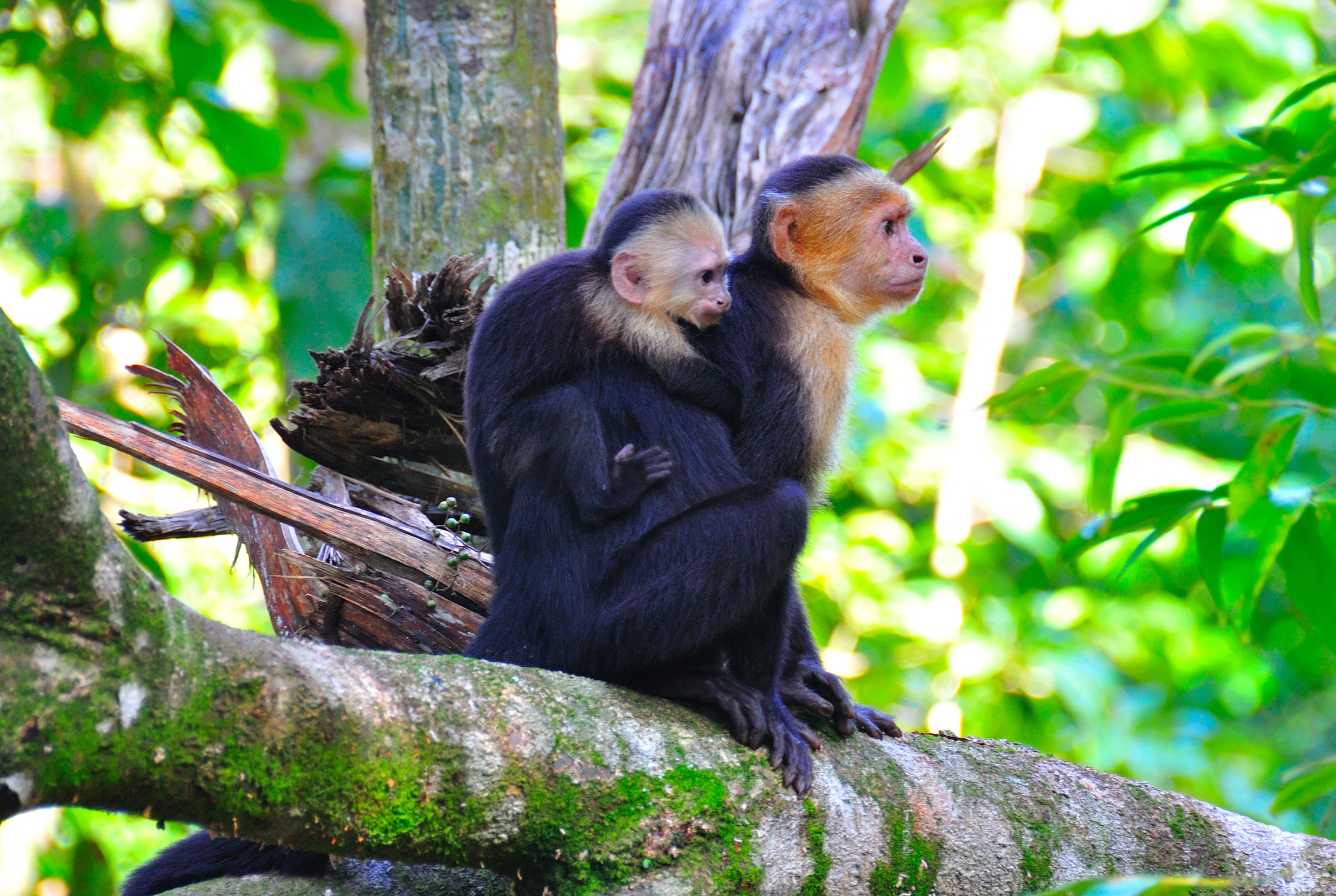 Monkeys in Tortuguero National Park