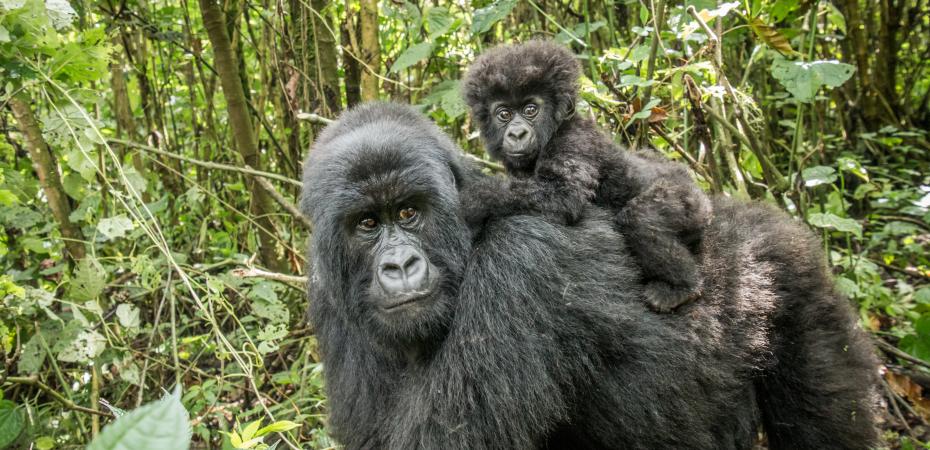 An adult gorilla with a young gorilla on its back in an outdoor setting