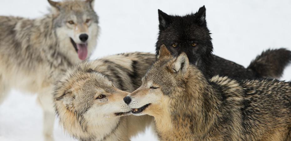 A group of wolves in a cold outdoor setting