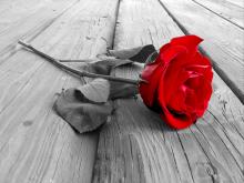 Monochrome photo of a red rose (the color of the red rose is filled in) laying on it's side