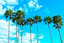A row of palm trees with a blue sky with clouds in the background
