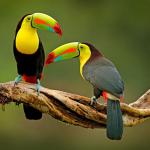 Two toucans perched on a branch