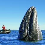 Raft passengers view gray whale emerging from water