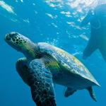 Sea turtle and diver in the galapagos islands water