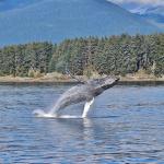 A whale jumping out of the Alaskan water in the daytime