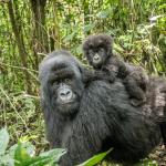 An adult gorilla with a young gorilla on its back in an outdoor setting