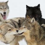 A group of wolves in a cold outdoor setting