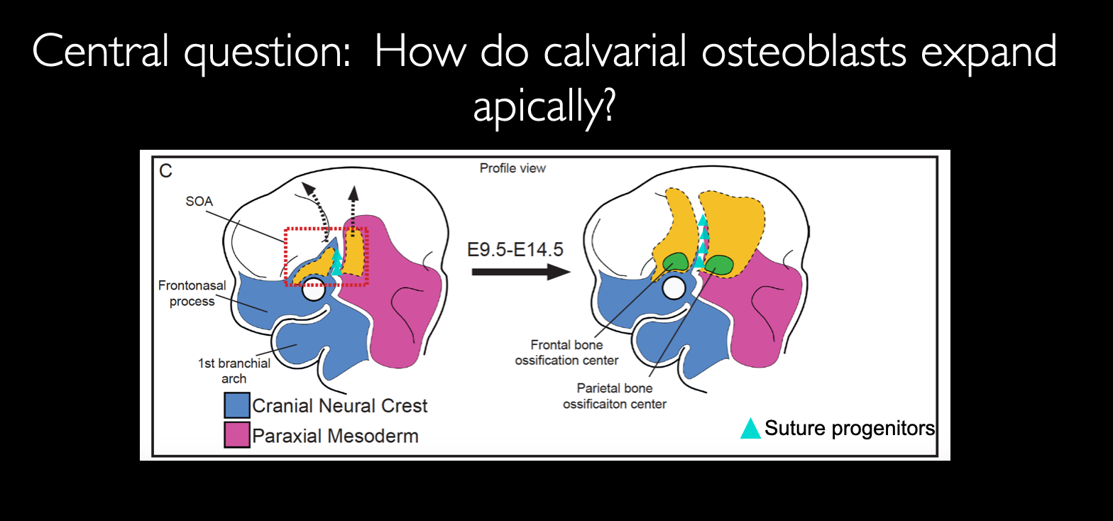 How do calvarial osteoblasts expand apically? 