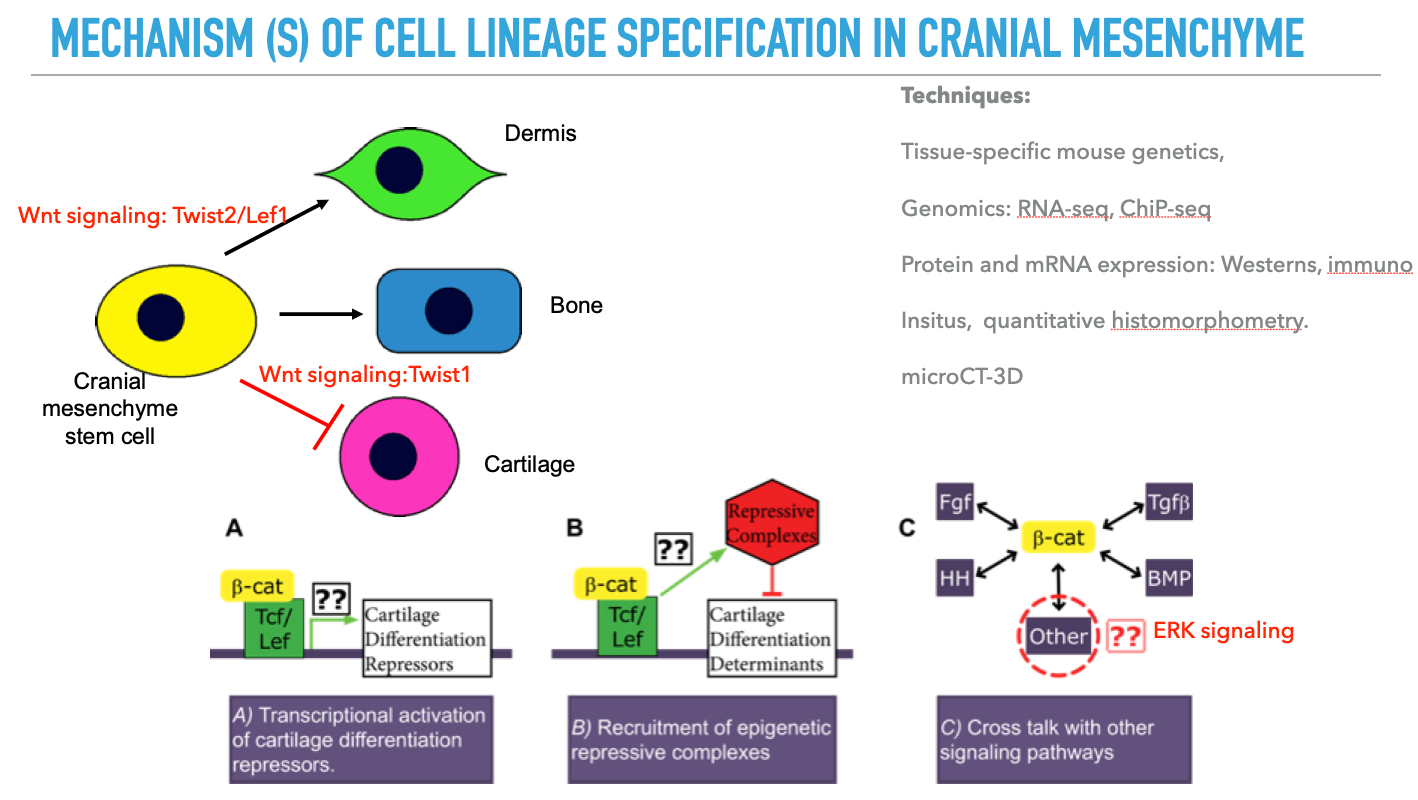 Mechanisms of cell lineage specification in criminal mesenchyme