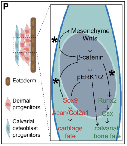 Canonical Wnt signaling transduction in the cranial mesenchyme
