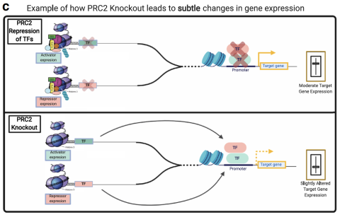 Example of how PRC2 Knockout leads to subtle changes in gene expression