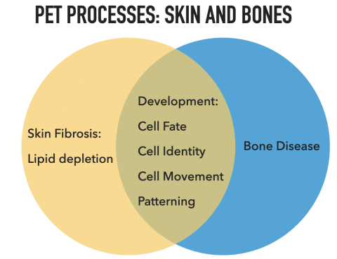 Diagram of Pet Process: Skin and Bones