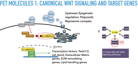 Pet Molecules I: Canonical Wnt Signaling and Target Genes