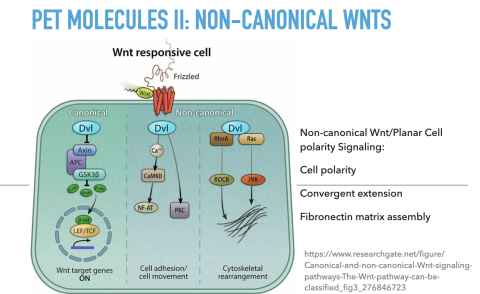 Pet Molecules II: Non-Canonical Wnts 