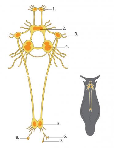 Aplysia californica nervous system