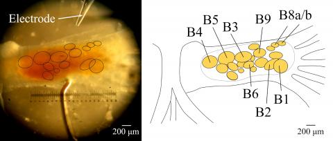 A photo of the buccal ganglion seen through a microscope, next to a diagram labeled with the names of neurons