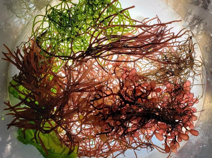 Close up image of seaweed under water