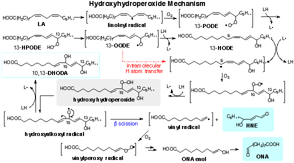 Fat oxidation mechanisms