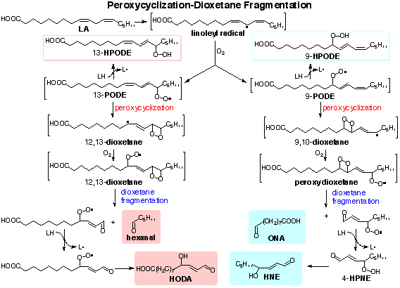 Fat oxidation mechanisms