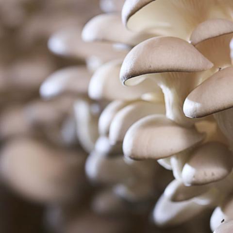 close up image of mushrooms growing