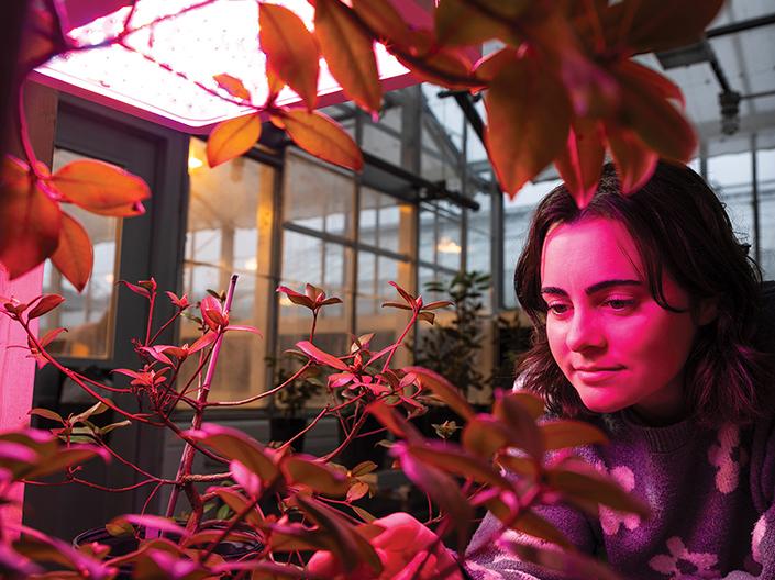 Female student in a greenhouse examining plants under a pink grow light