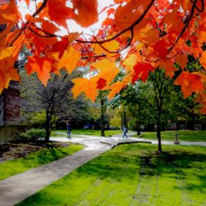 Fall tree in front of Haydn Hall with student in distance